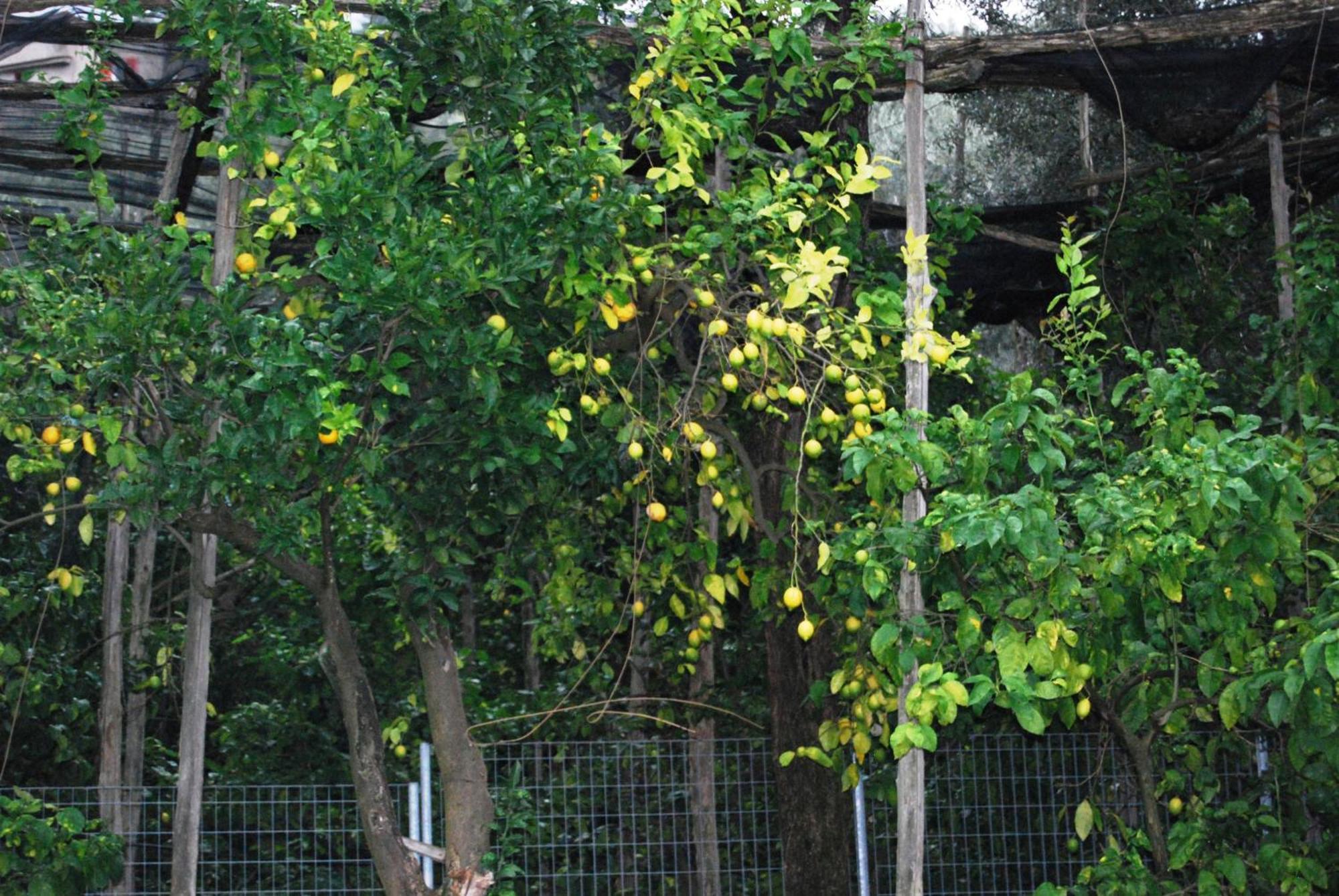 Sorrento Studios Lemons Hill ห้อง รูปภาพ